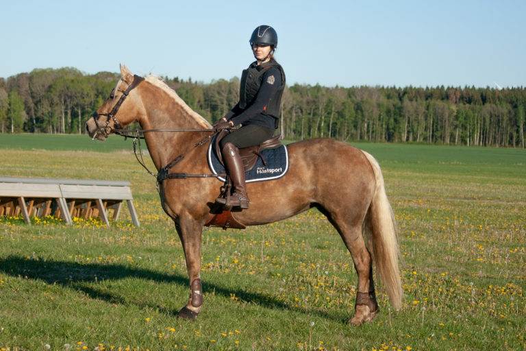 En helkroppsbild på en isabellfärgad häst som står i profil på ett stort fält med en ryttare på ryggen en solig eftermiddag.